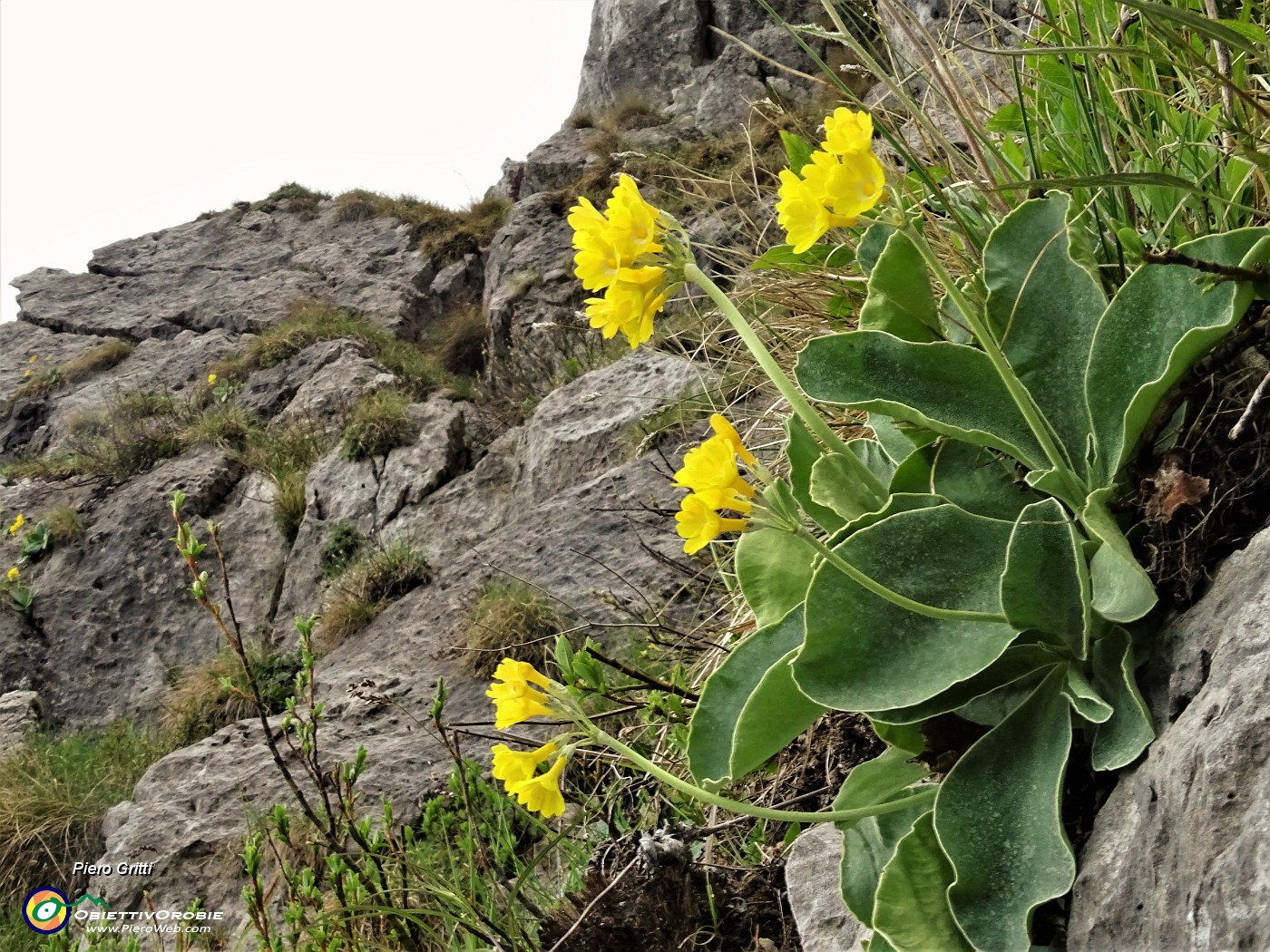 03 Primula orecchia d'orso (Primula auricula) sulle rocce del Canalino dei sassi.JPG